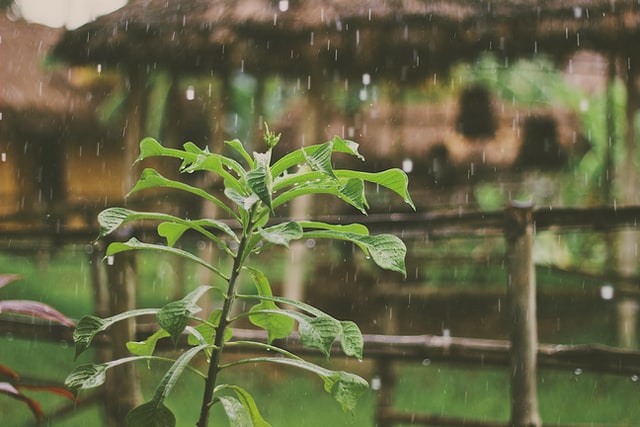 The Incredible Benefits of Rain Gardens